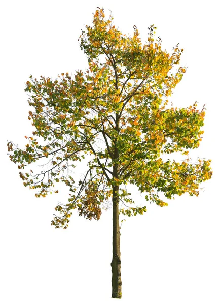 Árbol Arce Otoñal Árbol Aislado Sobre Fondo Blanco Con Camino — Foto de Stock