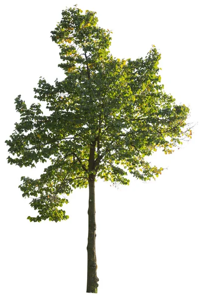 Klonowe Drzewo Liściaste Zielona Roślina Liściasta Izolowana Białym Tle — Zdjęcie stockowe