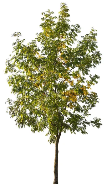 Lindenboom Uitgesneden Met Knippad Geïsoleerde Boom Witte Achtergrond — Stockfoto