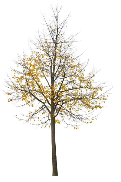 Klonowy Treel Sezon Jesienny Żółte Liście Wycięte Pojedyncze Drzewo Białym — Zdjęcie stockowe