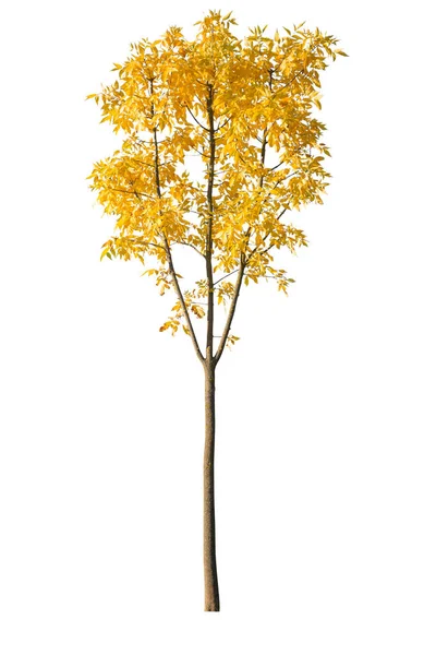 Herfstboom Met Gele Bladeren Geïsoleerd Witte Achtergrond Uitsnijderij — Stockfoto