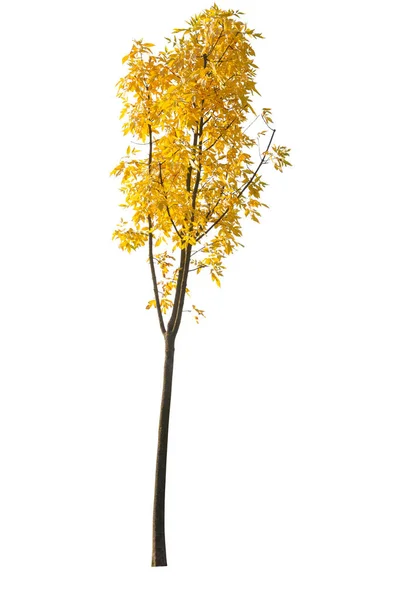秋に黄色とオレンジ色の葉を持つアスペンの木 白い背景に隔離された切り抜きの木 — ストック写真