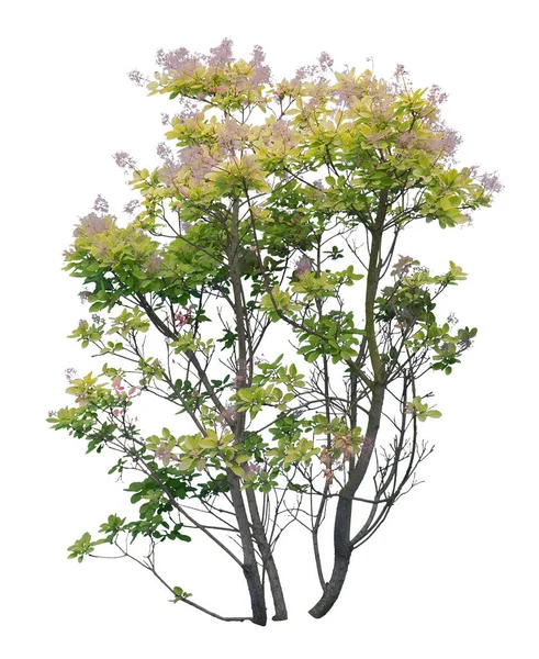 Cotinus Baum Auch Als Rauchbaum Bekannt Isoliert Auf Weißem Hintergrund — Stockfoto