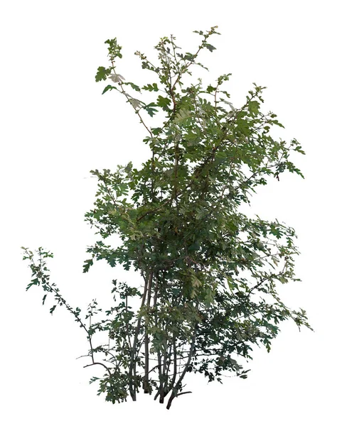 Arbusto Hoja Verde Caducifolio Aislado Sobre Fondo Blanco —  Fotos de Stock