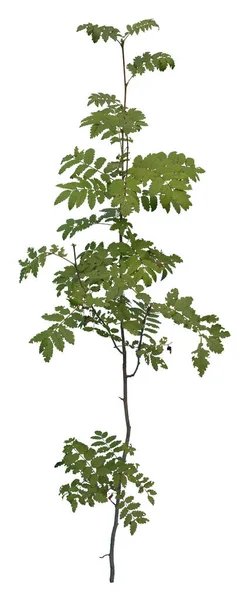 Maidenhair Samambaia Planta Isolada Fundo Branco — Fotografia de Stock