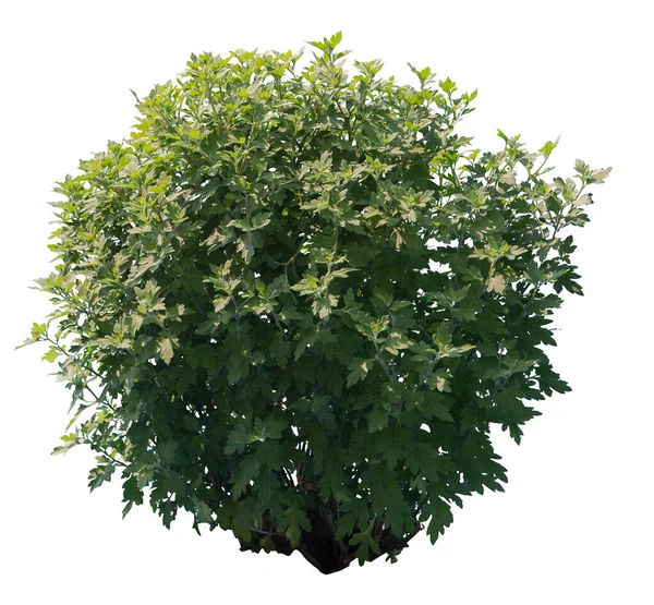 Beyaz arkaplanda genel mugwort çalısı izole.