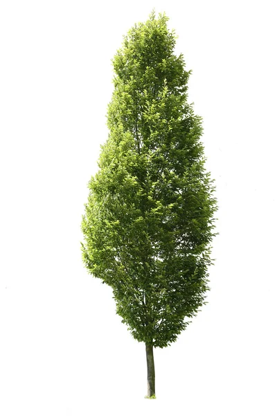 Albero Ritagliato Albero Foglia Verde Isolato Sfondo Bianco Specie Decidue — Foto Stock