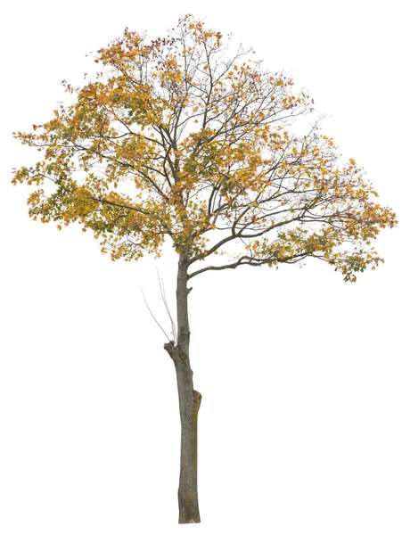 Árvore Bordo Amarelo Folheado Árvore Outonal Isolada Sobre Fundo Branco — Fotografia de Stock