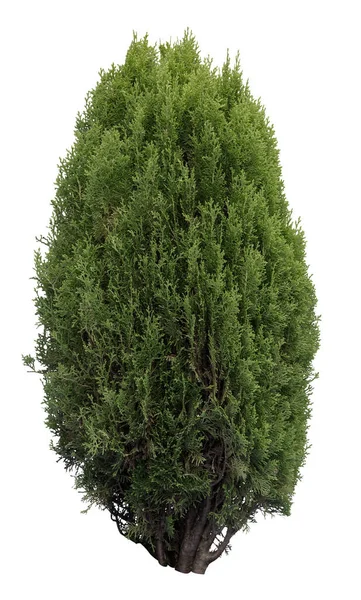 Oryantal arborvitae, beyaz arka planda izole edilmiş Platycladus 'un bir parçası..