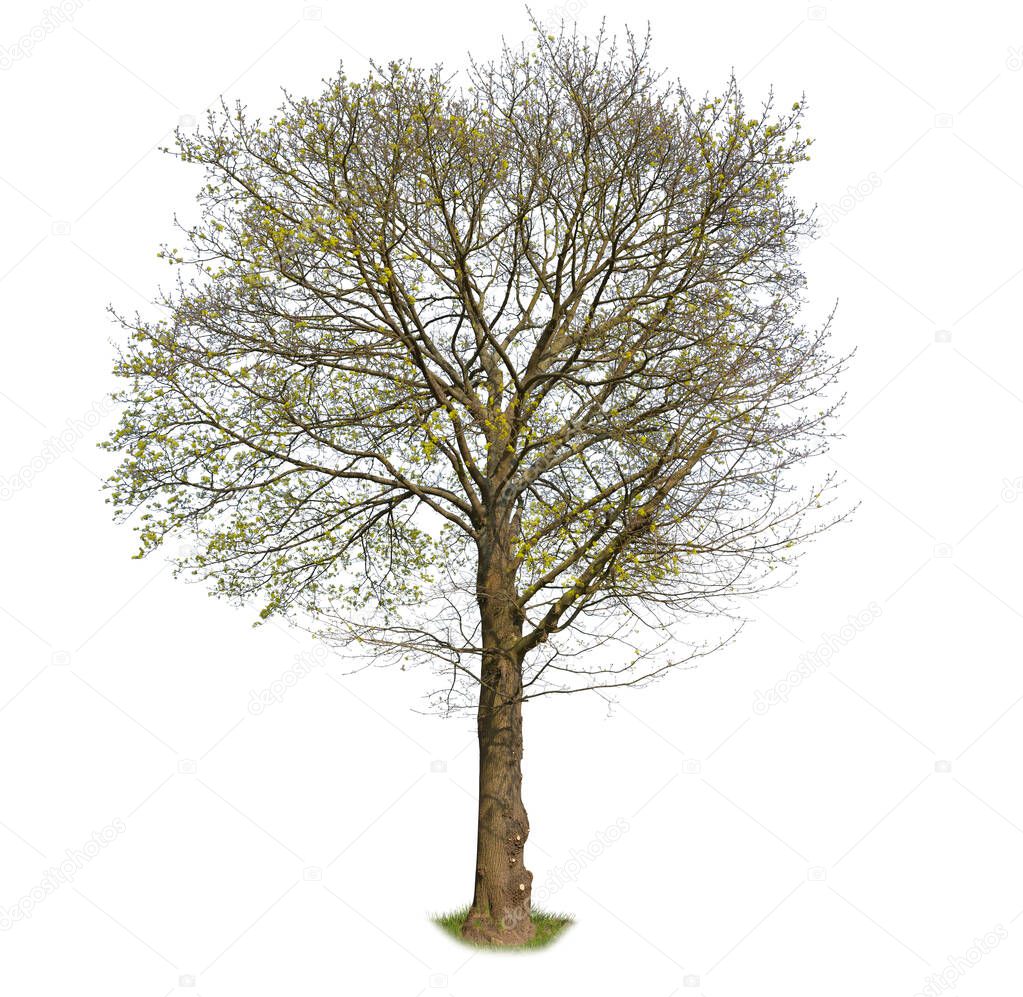Spring Tree isolated on white. Cut-out of a maple tree