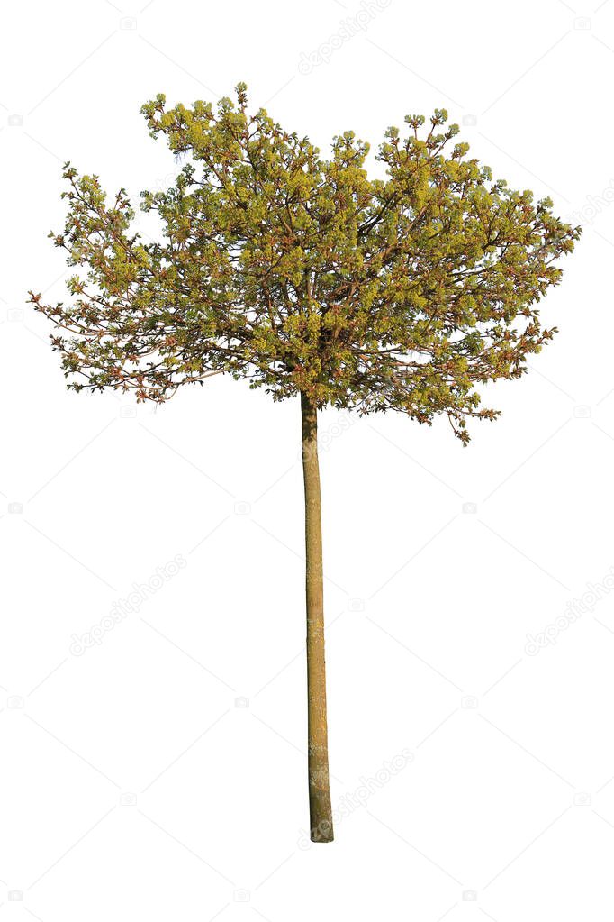 Juniperus occidentalis, also known as Western juniper, isolated on white background.