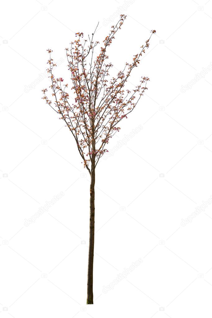 Red Maple tree cutout, spring tree blooming isolated on white background
