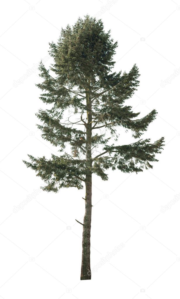 Cutout Spruce tree isolated on white background.