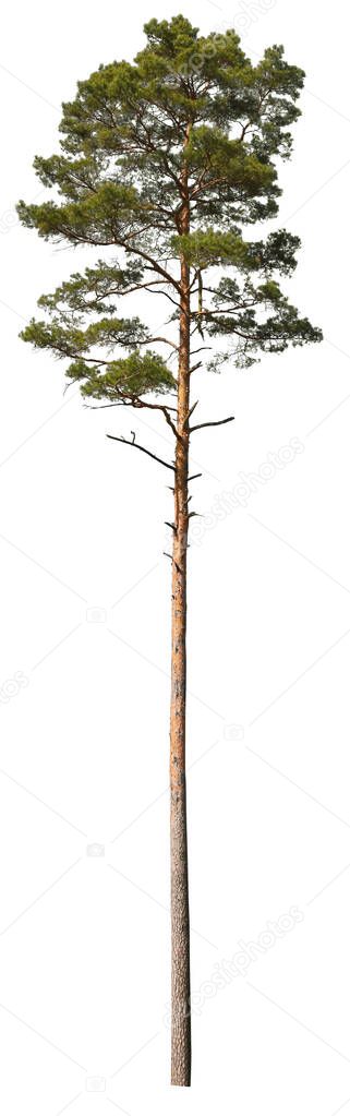 Scots Pine isolated on white background, evergreen tree cutout.