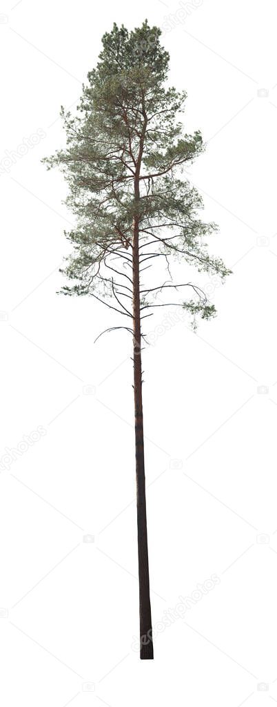 Pine tree cutout, plant isolated on white background.