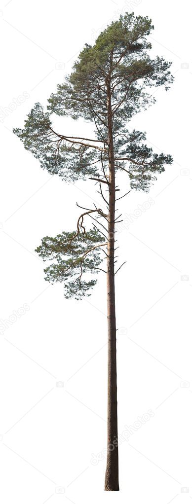 Spruce tree isolated on white background.