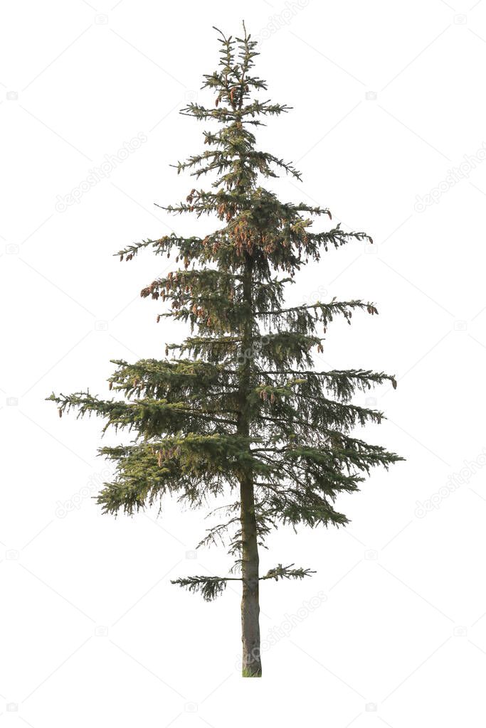 Isolated Spruce tree on white background.