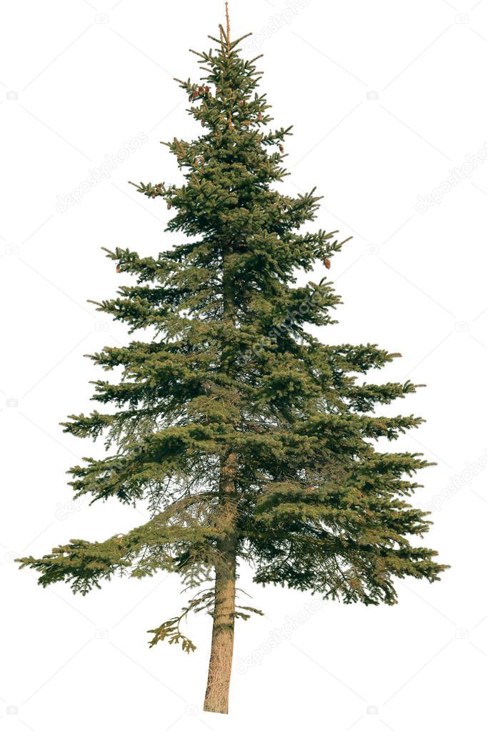 Abie tree, known as Fir tree, isolated on white background.