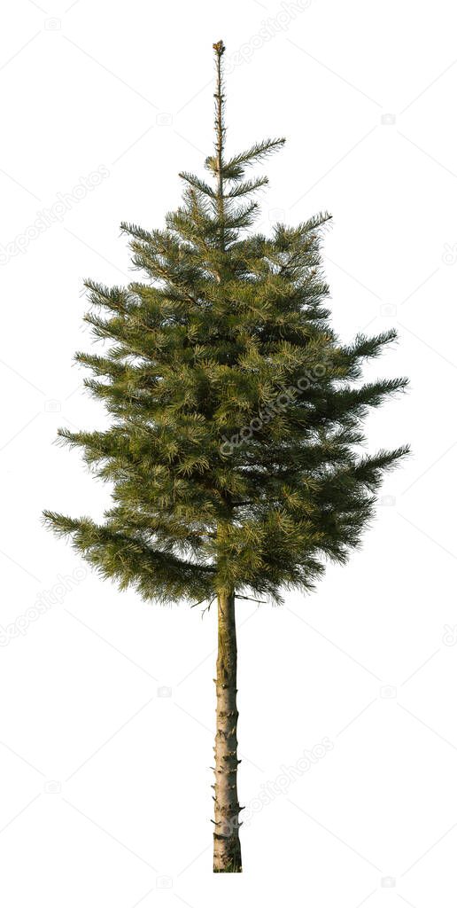 Fir tree, also known as Abie, cut out isolated on white background.
