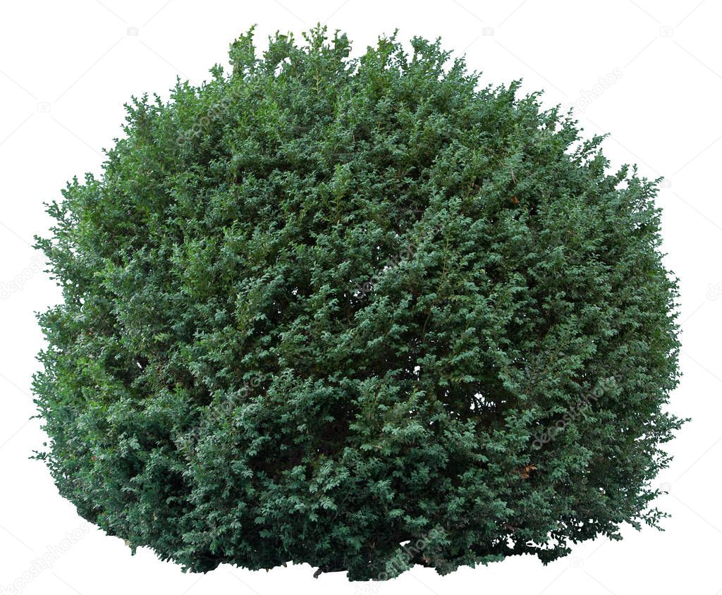 Boxwood shrub cutout isolated on white background.