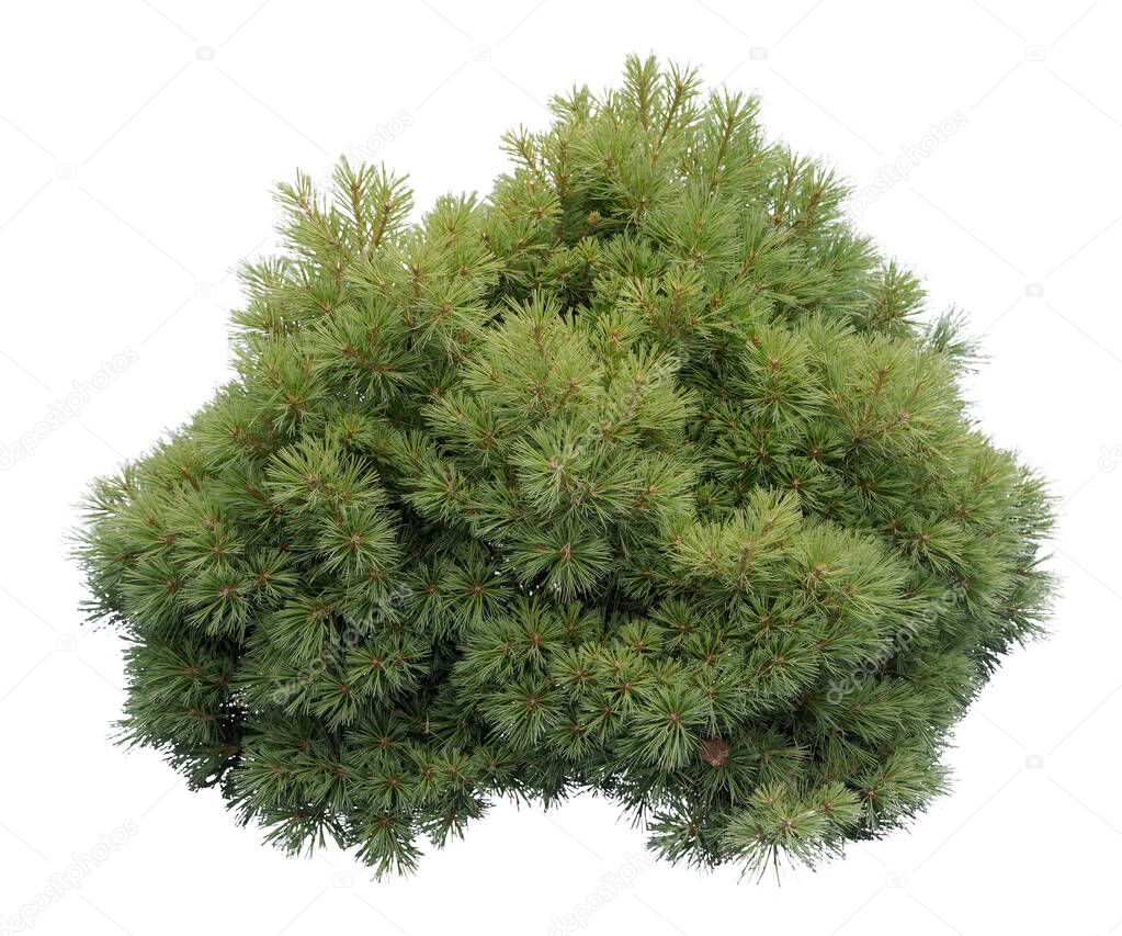 Cut out Pine shrub with clipping path.