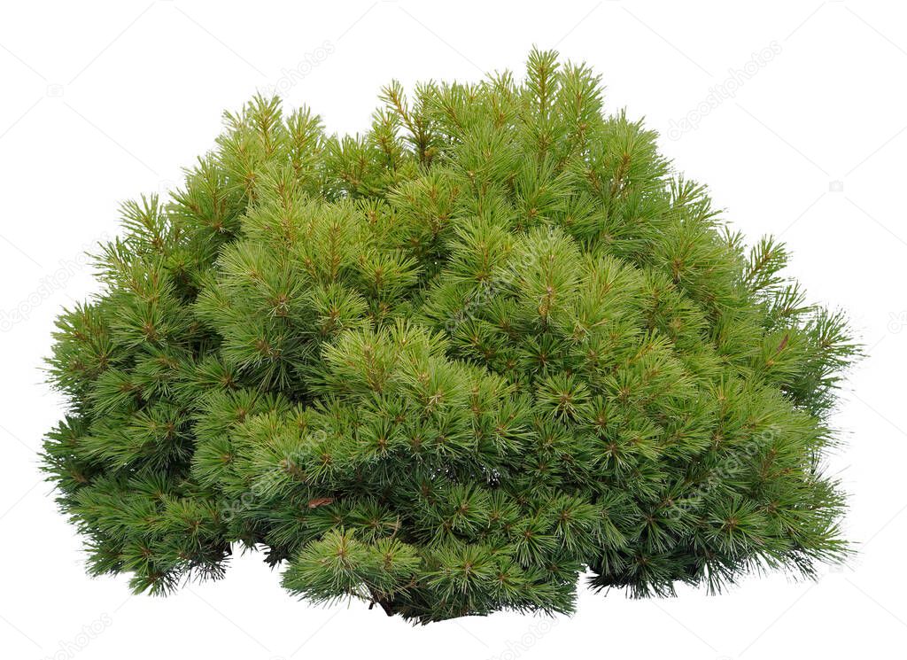 Close--up of a Pine bush, isolated on white background.