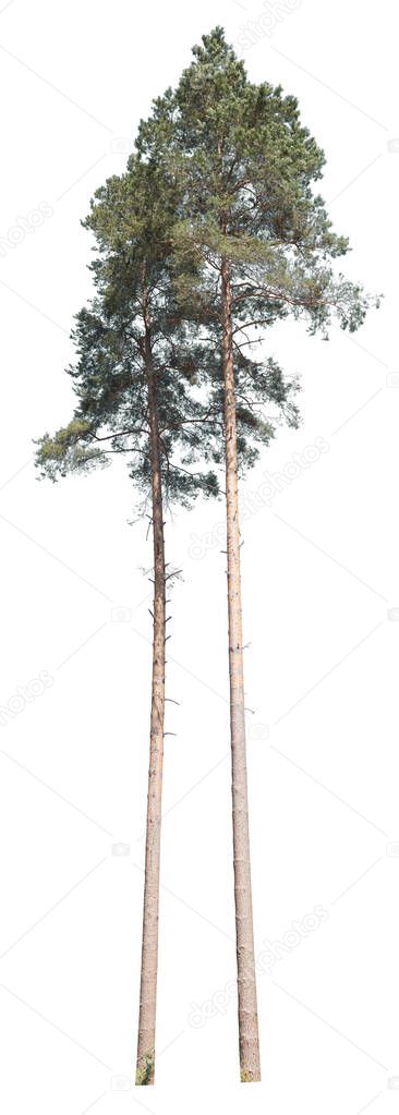 Two Pines isolated on white background. Cut-out trees