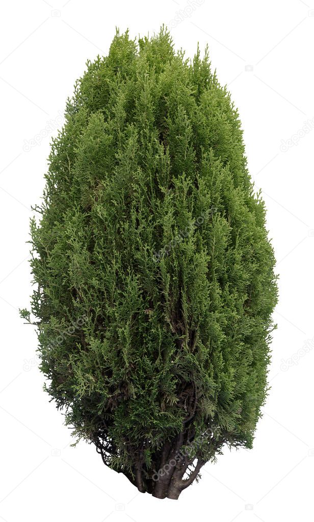 Oriental arborvitae, a spieces of Platycladus isolated on white background.