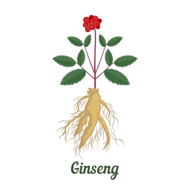 Kök ve yapraklar panax ginseng.