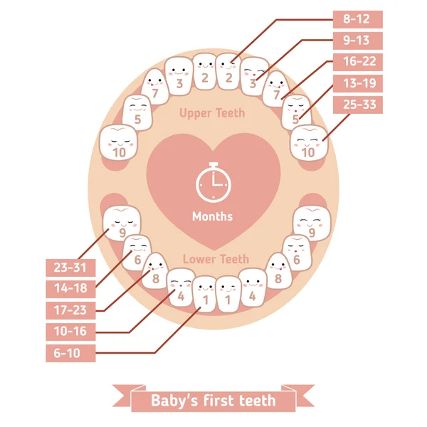 Baby tandsprickning diagram — Stock vektor