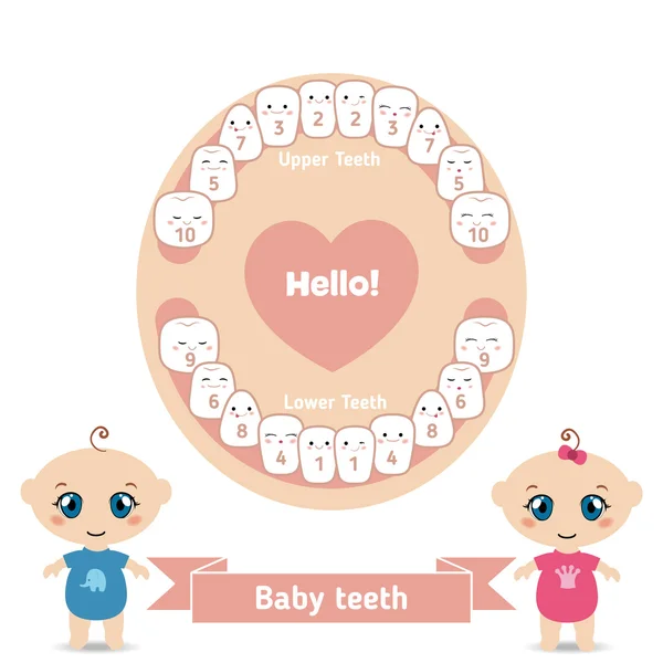 Baby tandsprickning diagram — Stock vektor