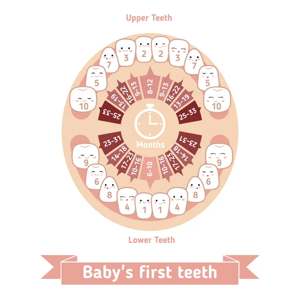 Gráfico de dentição do bebê —  Vetores de Stock