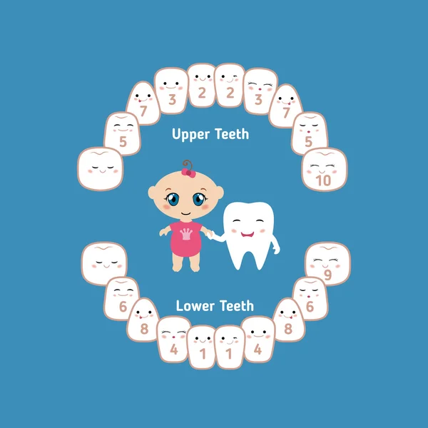 Gráfico de dentição do bebê —  Vetores de Stock