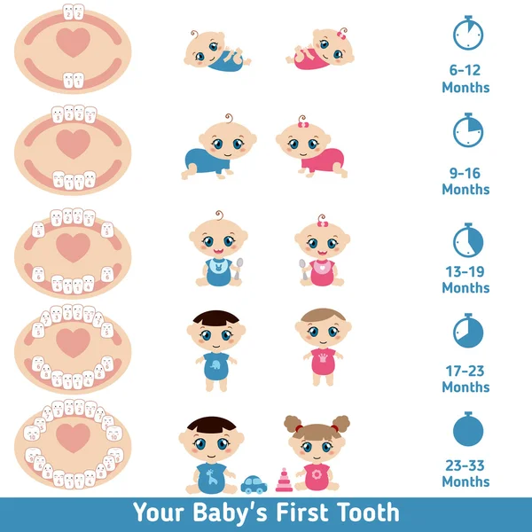 Baby tandjes grafiek — Stockvector