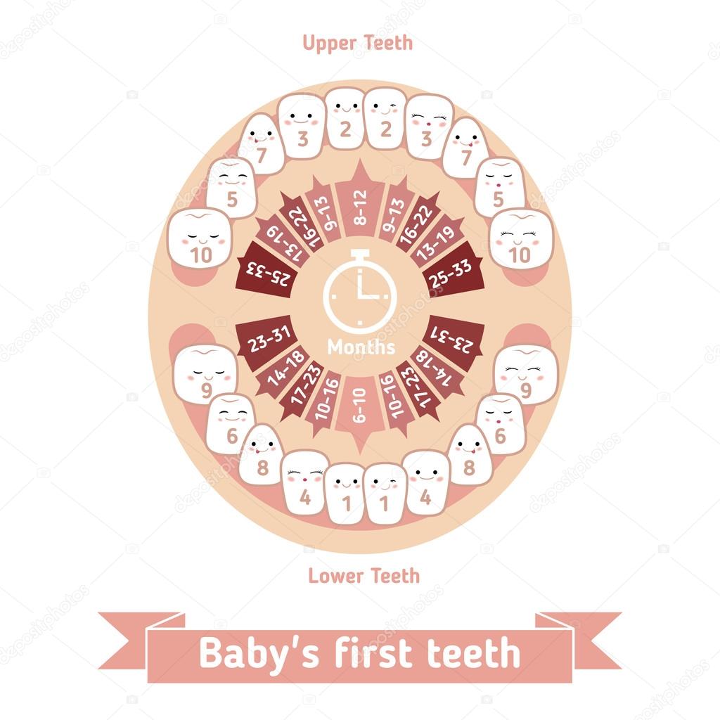 Baby teething chart