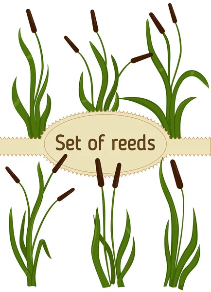 Reeds — Stockový vektor