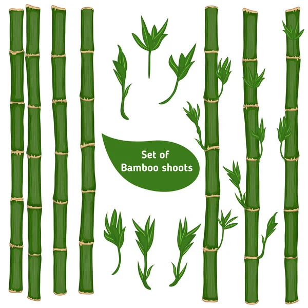 Set of bamboo branches — Stock Vector