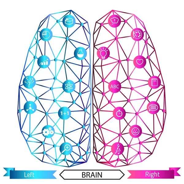 Concept de fonctions cérébrales gauche et droite — Image vectorielle