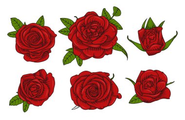 Beyaz arka planda yaprakları olan kırmızı güller.