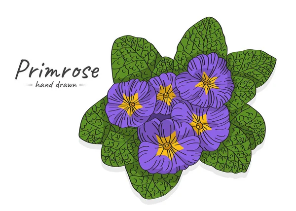 Dibujo Dibujado Mano Vectorial Ilustración Primula Vulgaris Violeta Con Hojas — Vector de stock