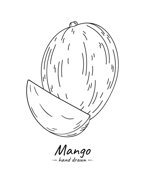 Fruta Exótica Mango Ilustración Del Boceto Aislada Sobre Fondo Blanco — Archivo Imágenes Vectoriales