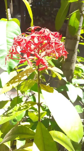 Ixora Coccinea Side View Small Shrub Numerous Small Flowers Which — Stock Photo, Image