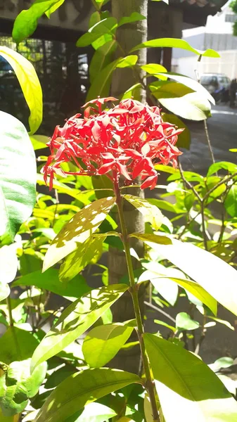 Ixora Coccinea Seitenansicht Ist Ein Kleiner Strauch Mit Zahlreichen Kleinen — Stockfoto