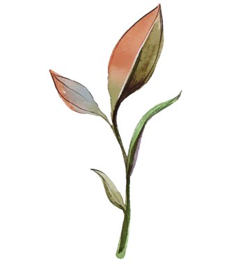 Beyaz bir arkaplanda klasik renklerde suluboya dalları.