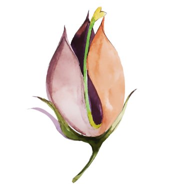 Geçmişe dönük renklerde temiz beyaz arkaplanda suluboya gül goncası.