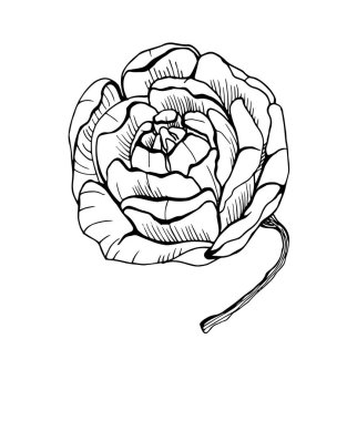 Bir çiçeğin vektör çizimi, dostum. Farklı elementlerle organik şekiller. Yapraklar, ot yaprakları ve tomurcukların ortası..