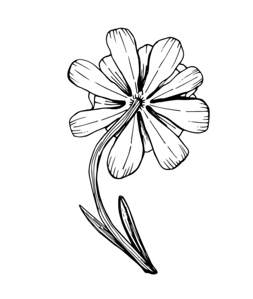 Vektorkonturillustration Einer Blume Knospe Organische Formen Mit Unterschiedlichen Elementen Blütenblätter — Stockvektor