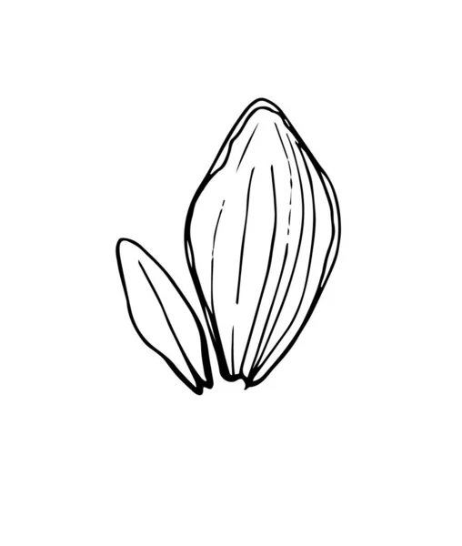 Vektorkontúr Illusztráció Egy Virágelemről Organikus Egyszerű Formák Szirmok Fűszálak Rügyek — Stock Vector