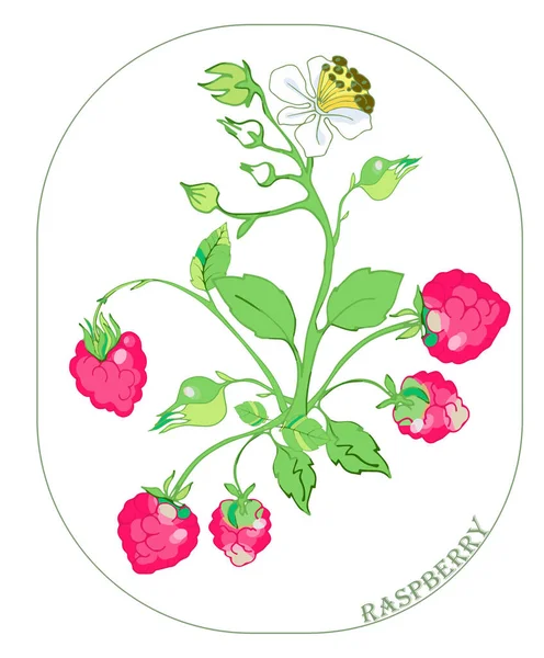 Vektorfärgillustration Hallon Med Blad Blommor Och Kvistar Sommaren Ljus Illustration — Stock vektor