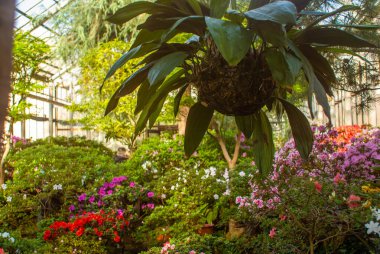 Kışın botanik bahçesine git.